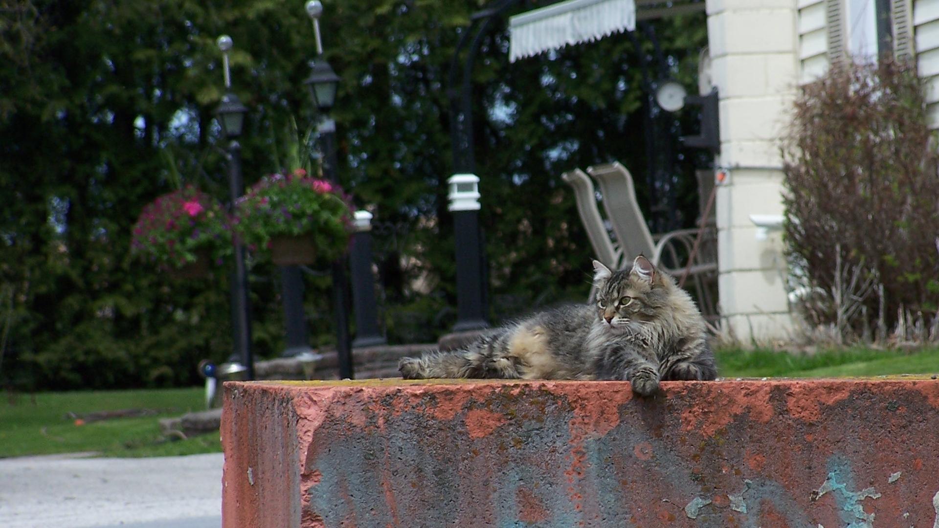 medium haired brown tabby cat laying on a very large clay brick outside in a summer day. There is a lot of foliage in the background, and the kitty is looking into the distance.