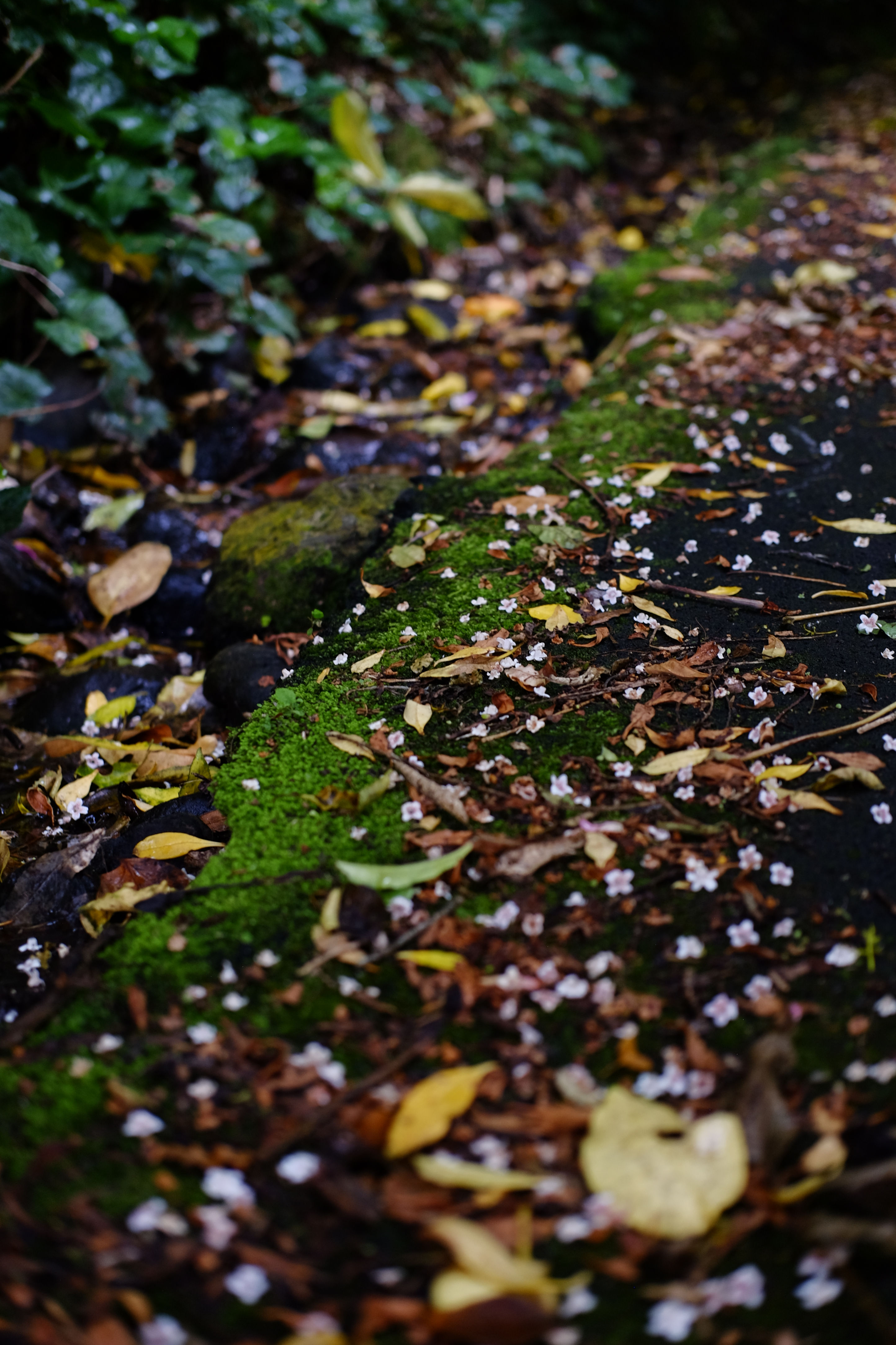 close up image of some moss on a ridge between forested asphalt and a stream. there is a foliage wall and stream to the left, and asphalt covered in petals to the right. everything is vibrant and only the centre is in focus, drawing eyes to it.