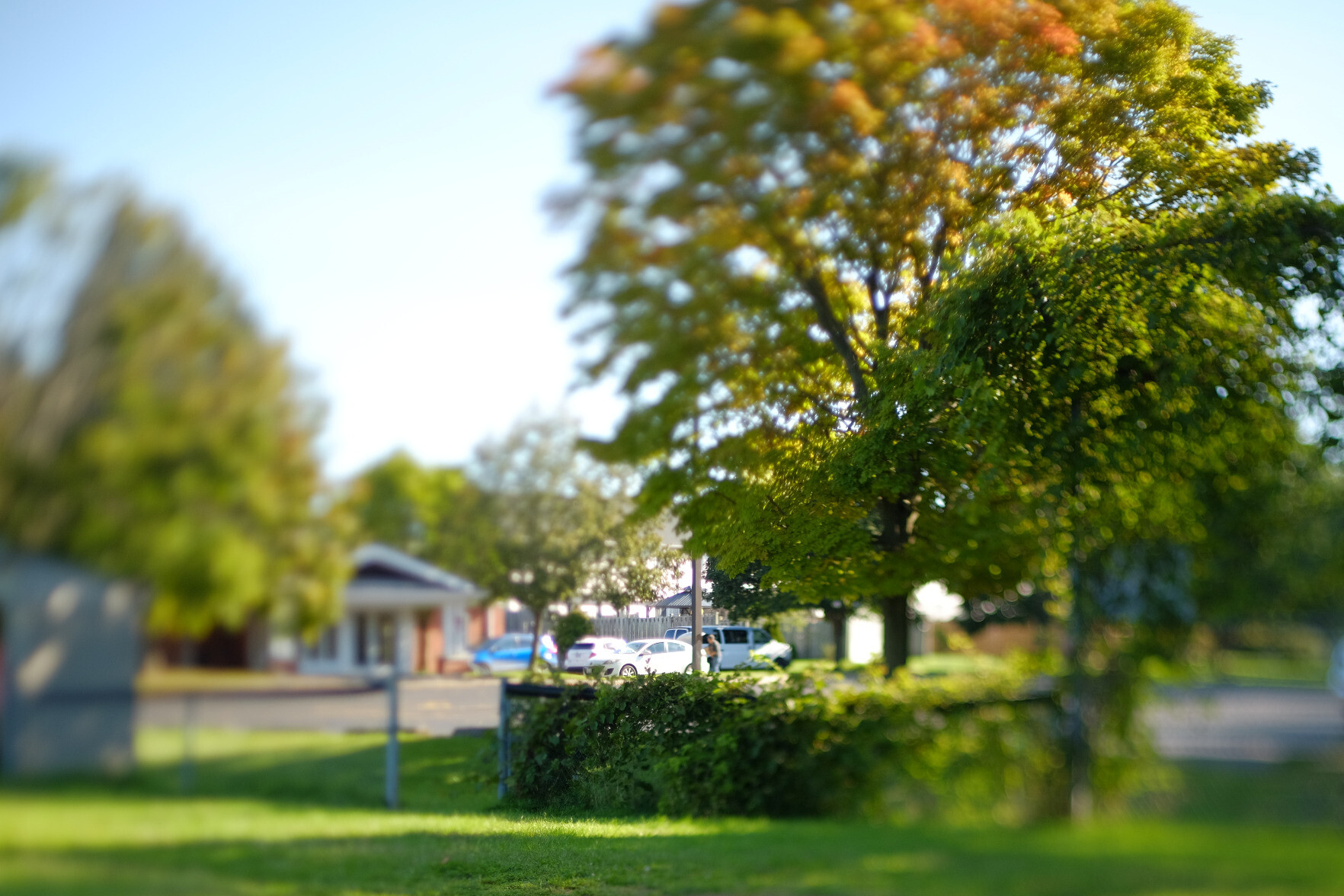 photograph of a field with a tree in the background. only the tree is in focus, and everythig else, even at the same depth, is out of focus. it looks really cool, and its daytime.
