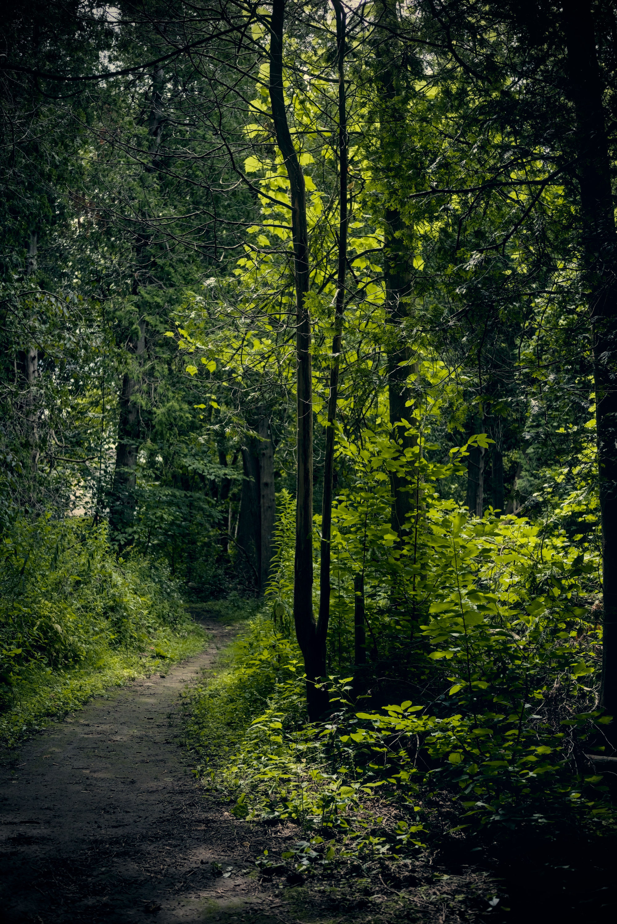 photo of a forest with a thin trail winding through the foliage. the middle of the path has sunlight reaching it, with the foreground and background shadowed. the sunlight is reflecting pretty through the leaves in the foreground.