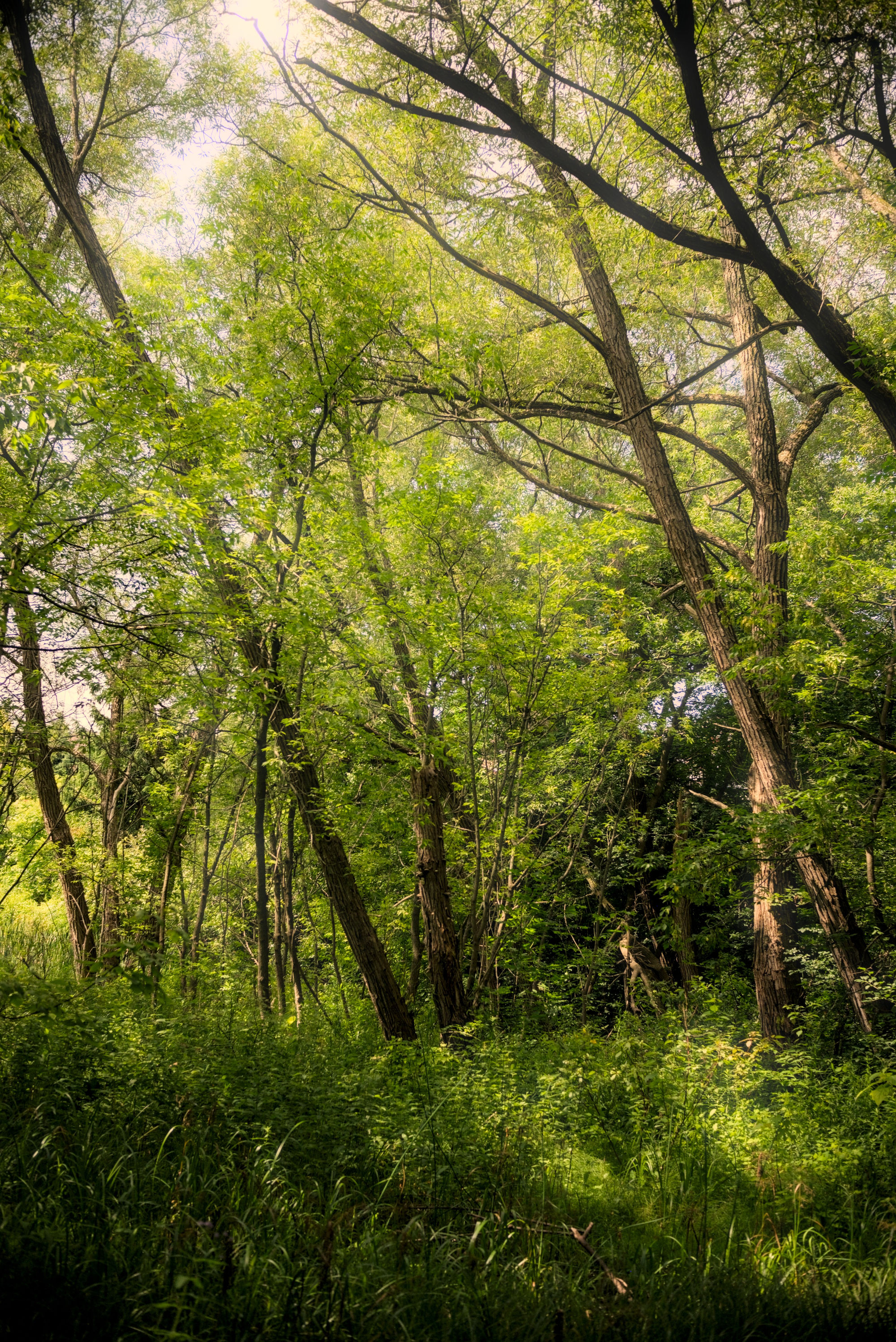 photo under coverage trees letting in a good amount of sunlight to the forest floor, covered in tall grass. the trees lack foliage near the ground, and the sun beams created by the trees on the ground give a pretty yellow glow.