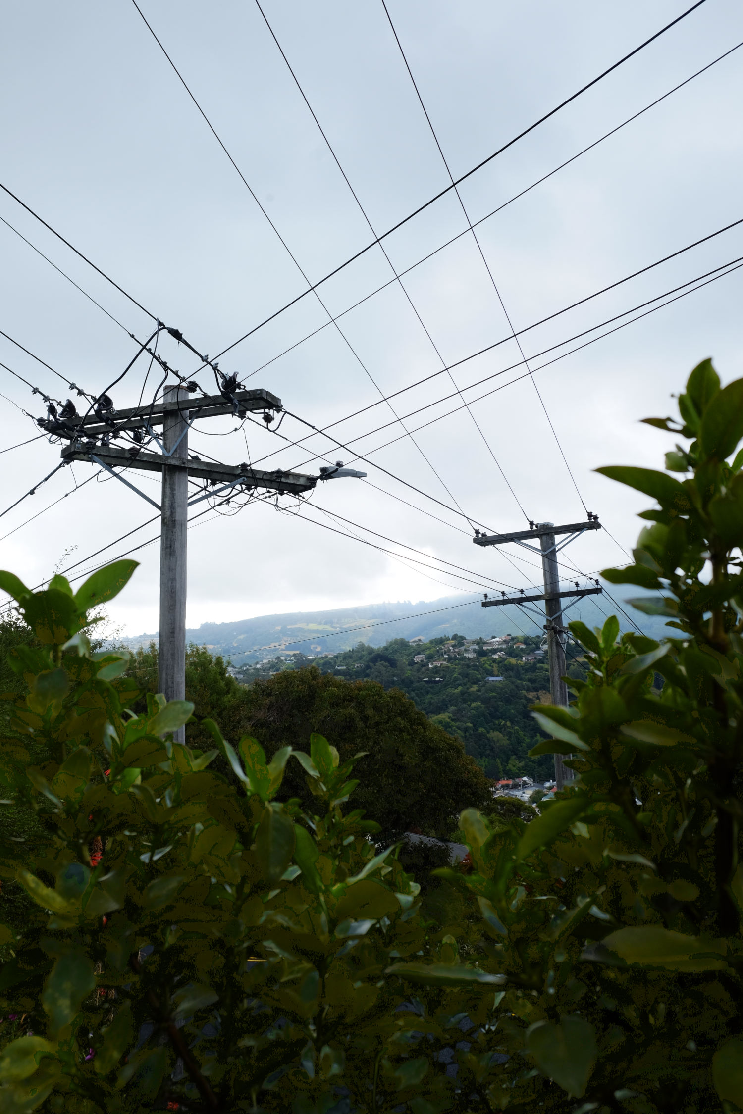 photograph of criss crossing power lines fromn the ground, vignetting naturally by foliage.