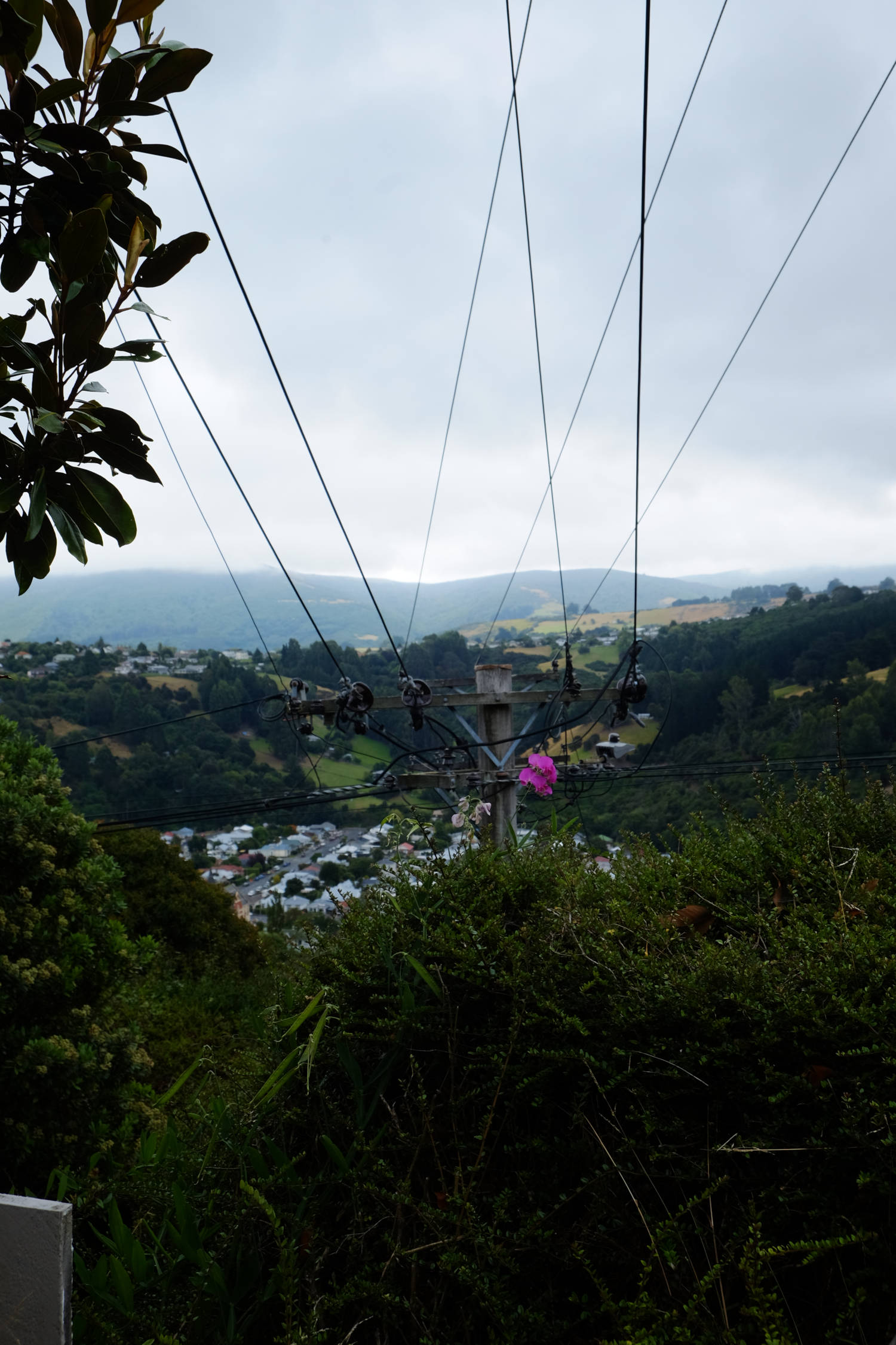 photograph of a pink flower emerging from a bush in front of a power pole