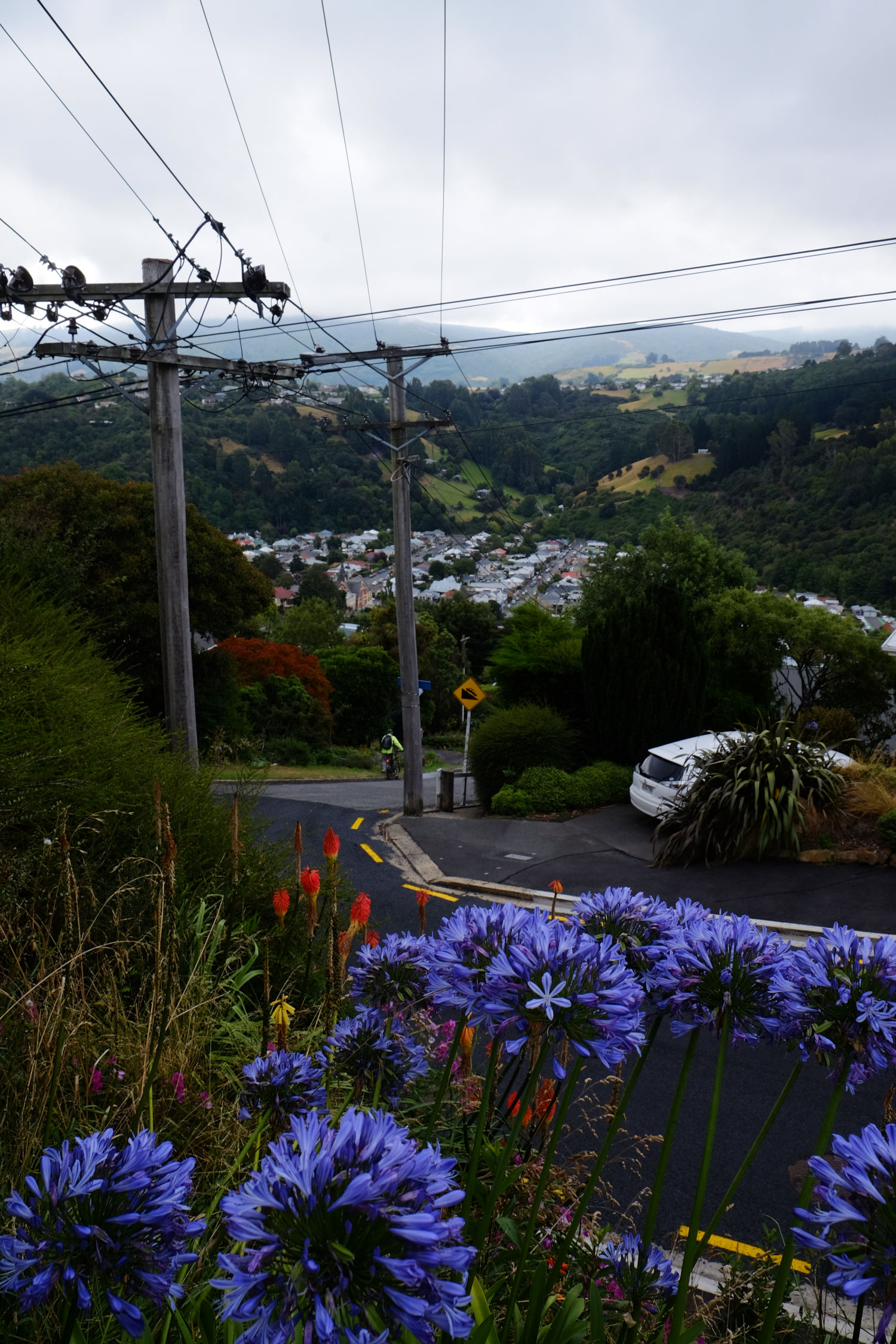 picture of blue flowers in foreground, with bushes, distant mountains, and power lines occupying the skyline. there is a steep and thin ashaplt road leading down a valley.