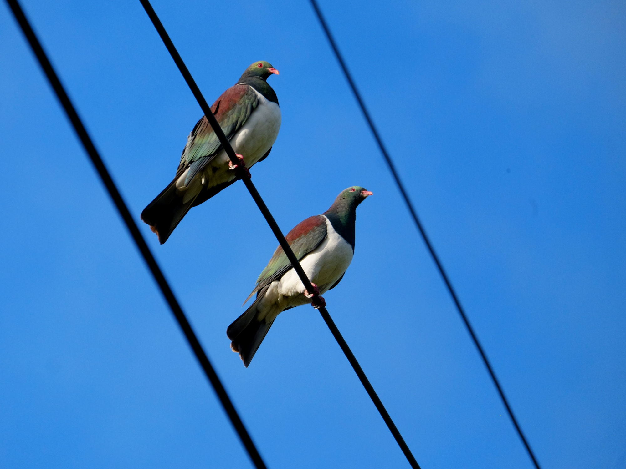 two kereru on power lines, sitting next to each other.