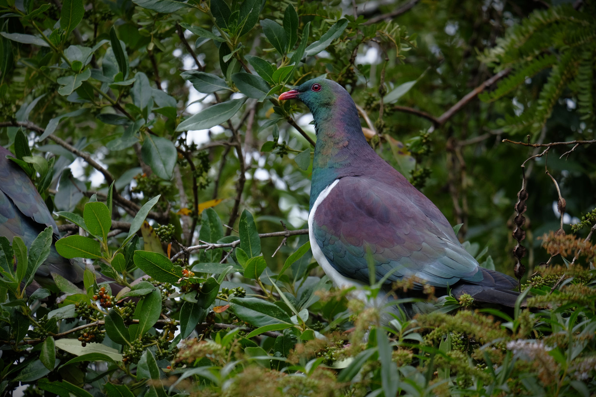 side view of a kereru in a treetop, showing off their purple back feathers and green front ones.