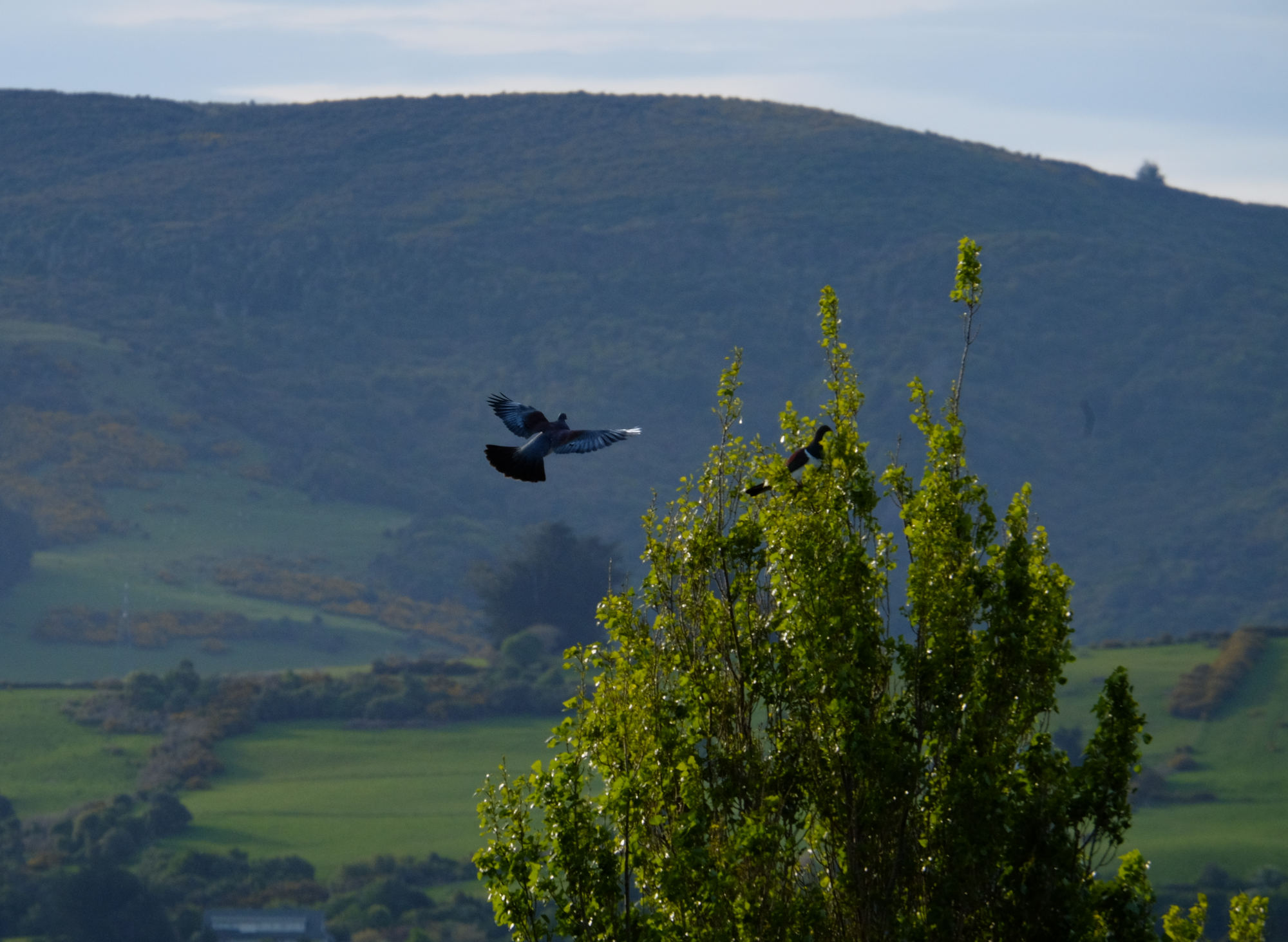 kereru in midair, pitching up to lose speed to land on a tree that another kereru is perched in. the background is a valley.