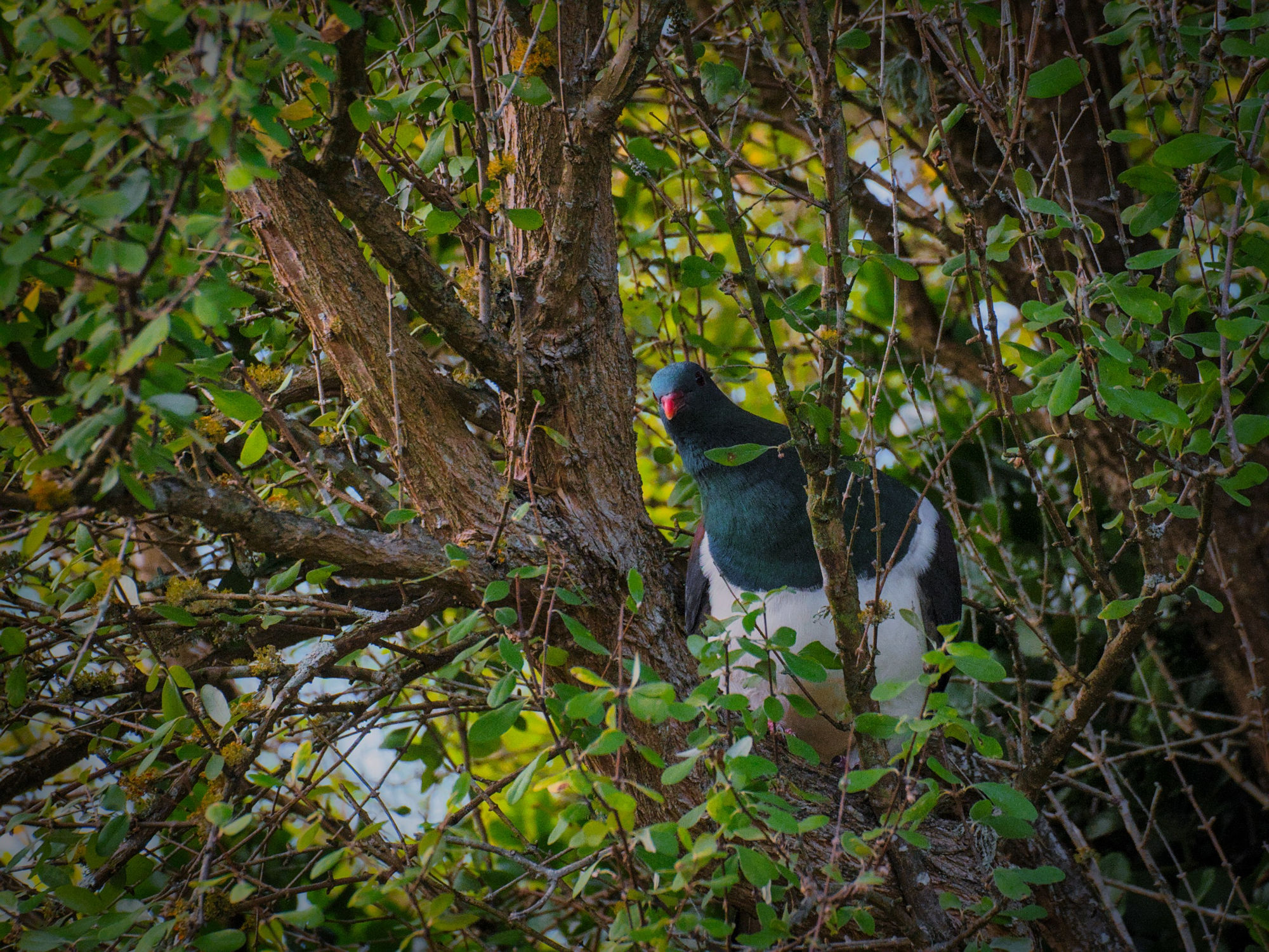 large orbular green pigeon with a long neck perched behind branches, but their neck is pulled over to the side to look past them.
