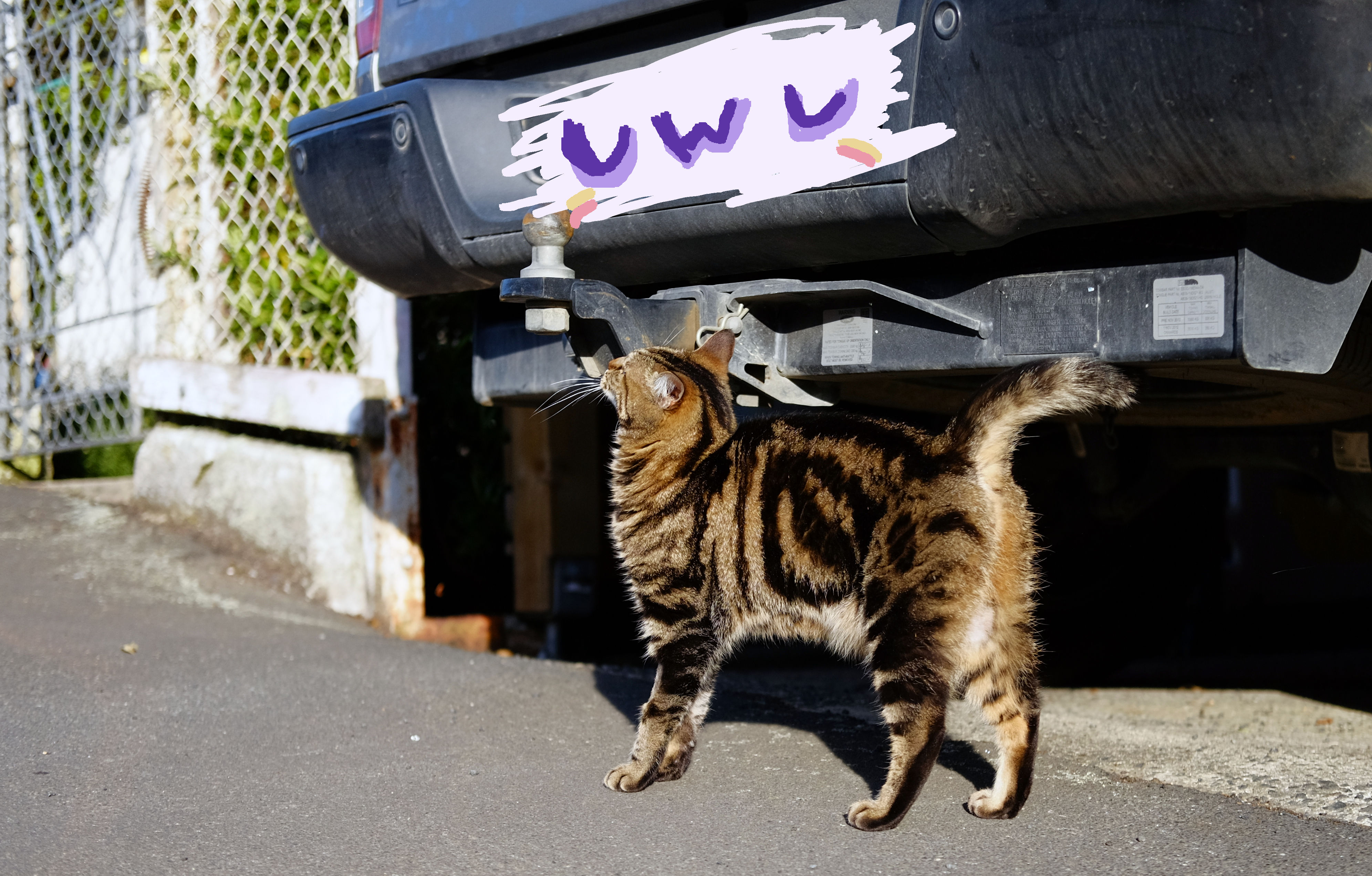 small dark orange cat with black stripes rubbing against a automobile bumper with her eyes closed. the bumper says uwu