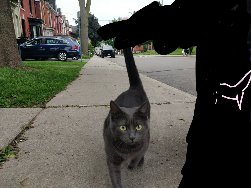 a black cat facing towards a wide angle lense on the pavement in a residential neighbourhood. they look like they are marching.