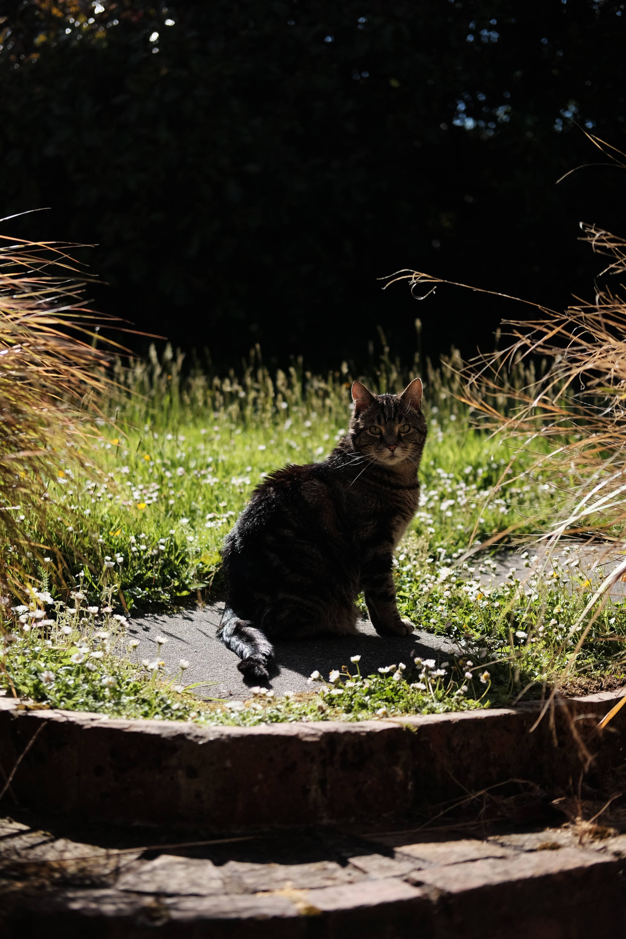 tabby cat in silhouette outdoors on his favourite stepping stone backlit with sun and the image is lined with thin foliage.