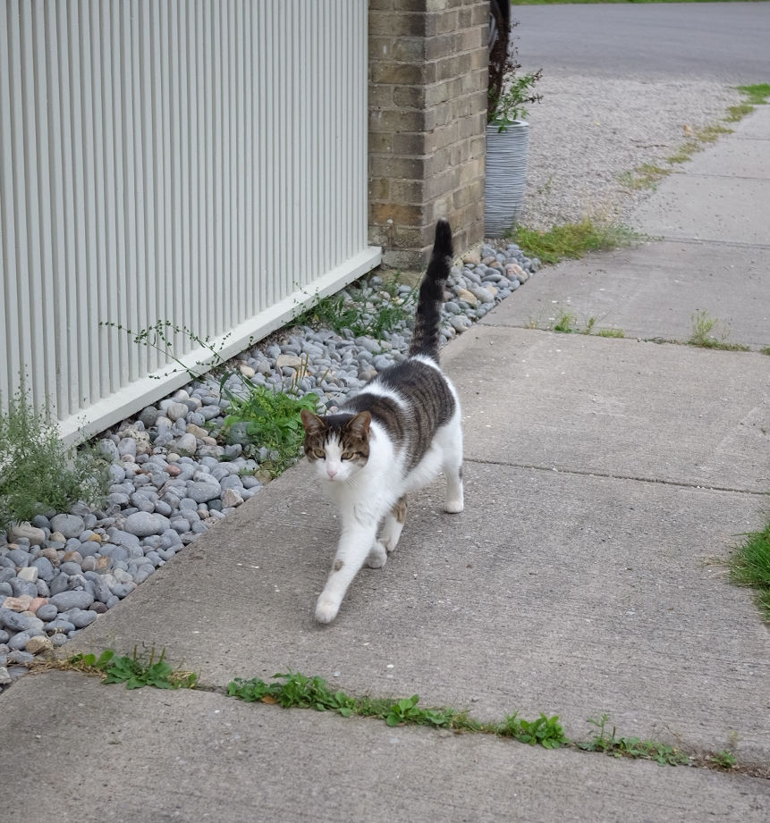 white and black calico cat walking towards the camera on pavements.