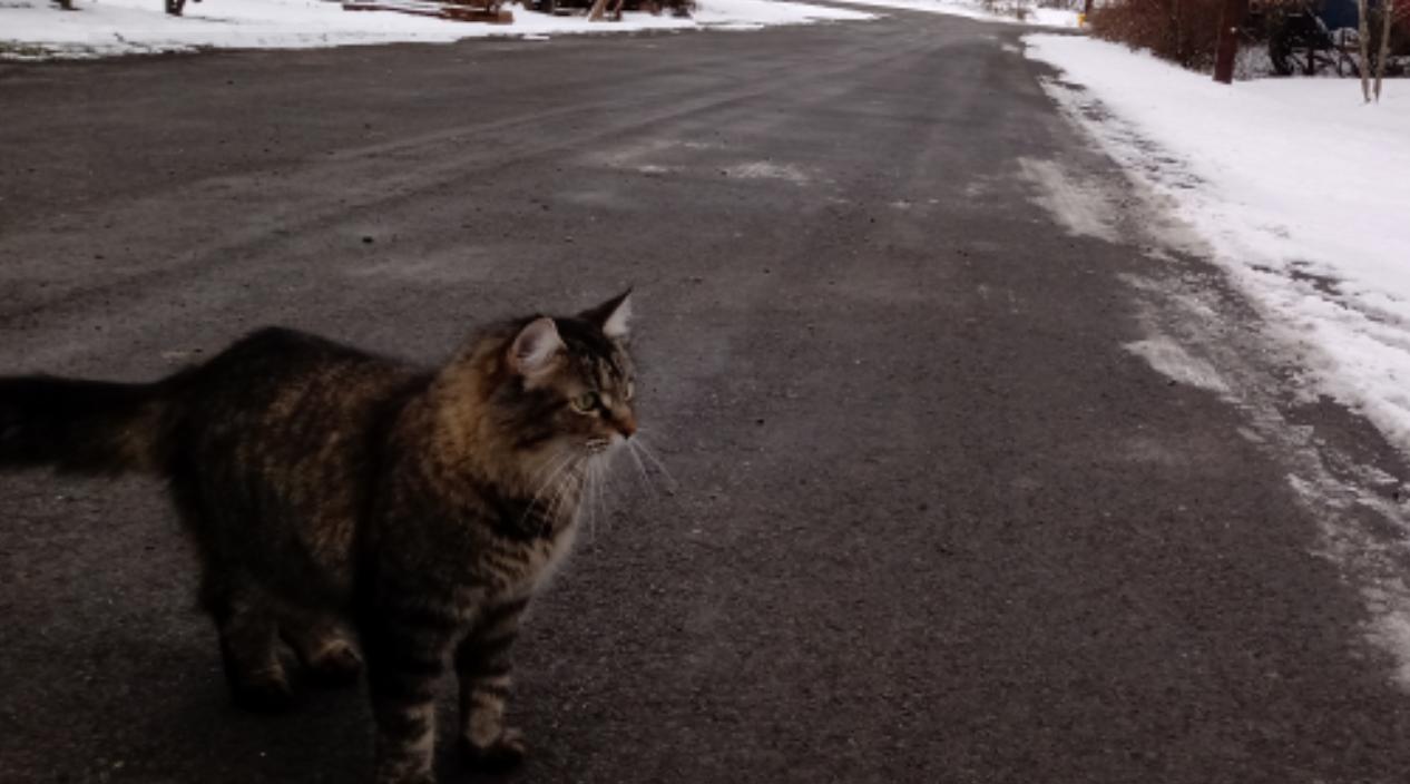brown tabby cat standing confidently on a clear and dry asphalt strip, in the middle of an otherwise snow covered landscape.
