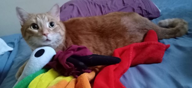orange tabby cat laying on blue bedsheets, and leaning onto a rainbow blanket. They are laying parallel to a plush toy, and looking curiously at the camera.