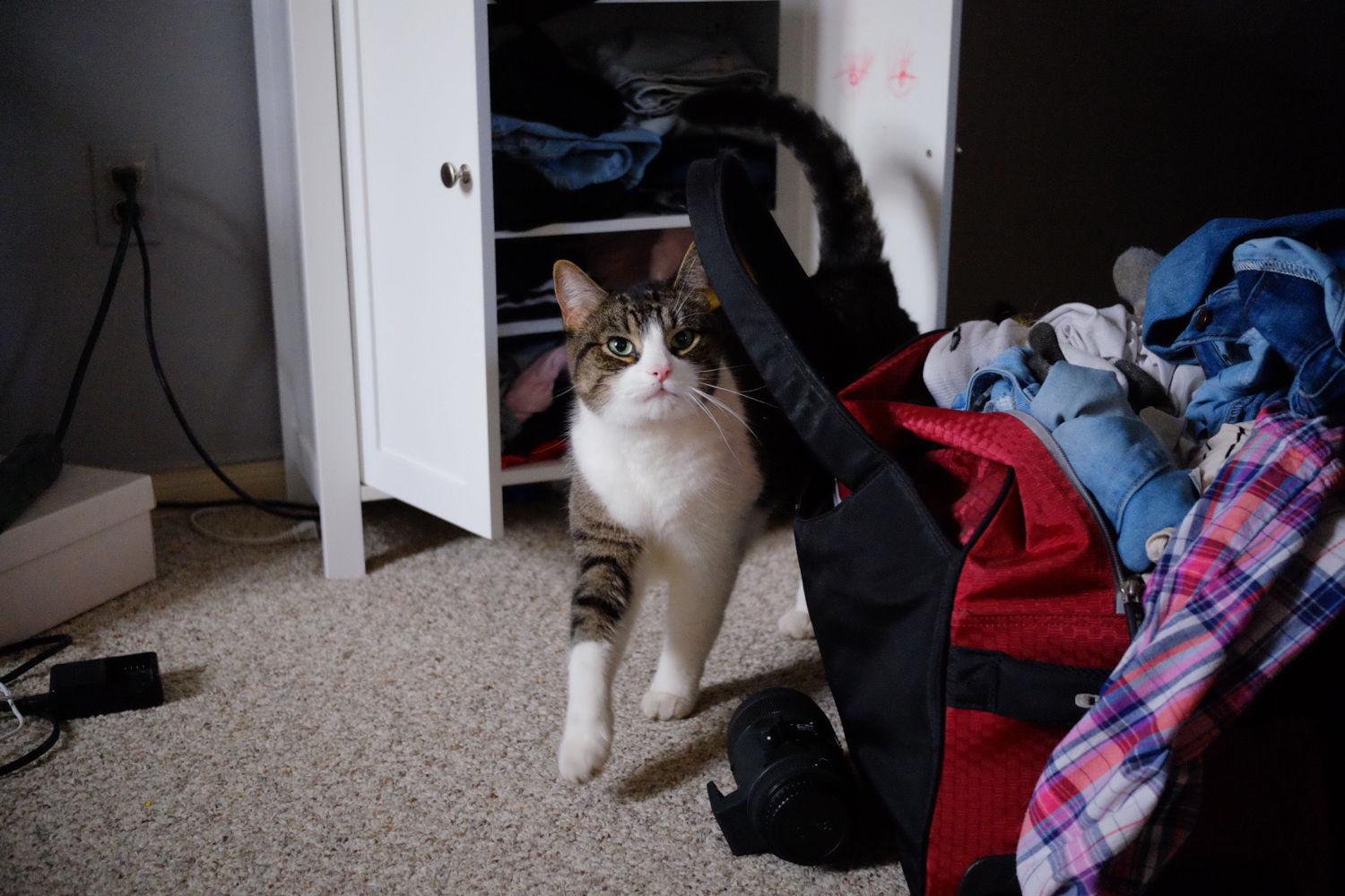 calico white and brown cat indoors on some carpet rubbing against a backpack while looking at the camera.