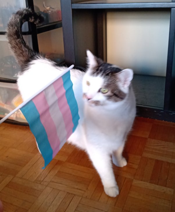 white calico cat standing on a patterned wood floor. Their tail is up and slightly curled, and their heead is tilted towards a trans flag being suspended next to them, investigating