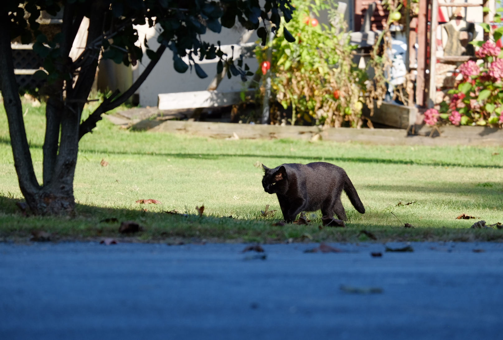 a large black cat walking perpendicular to a telephoto lens to a tree. the foreground is blurred.