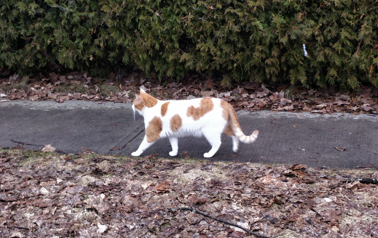 photo of a orange and white cat walking to the left along some pavements in front of a hedge.